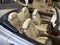 2006 Lexus SC 430